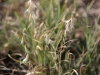 Texas grama: whole plant