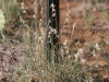 Texas grama: whole plant