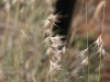 Texas grama: Flowers