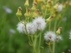 Texas Groundsel, Texas Squaw-Weed: Flower