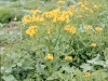 Texas Groundsel, Texas Squaw-Weed: Whole Plant
