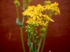 Texas Groundsel, Texas Squaw-Weed: Flower