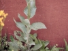 Texas Groundsel, Texas Squaw-Weed: Leaf