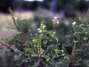 Texas kidneywood: Flower