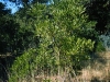 Texas Mountain Laurel, Mescal Bean: Whole Plant