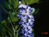 Texas Mountain Laurel, Mescal Bean: Flower