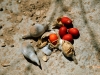 Texas Mountain Laurel, Mescal Bean: Fruit
