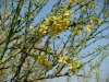 Texas paloverde: Flower