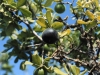Texas persimmon: Fruit