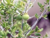 Texas persimmon: Fruit