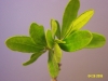 Texas persimmon: Leaf
