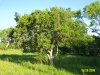 Texas persimmon: Whole Plant