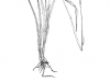 Thin paspalum: Whole Plant