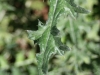 Thistles: Leaf