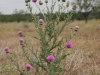 Thistles: Whole Plant