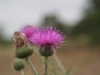 Thistles: Flower