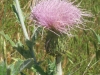 Thistles: Flower