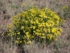 Threadleaf groundsel, Senecio: Whole Plant