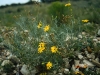 Threadleaf groundsel, Senecio: Whole Plant