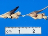 Tobosagrass ergot: Flower