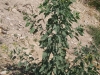 Tree tobacco: Whole Plant