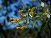 Tree tobacco: Flower