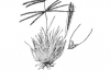 Tumble windmillgrass: Whole Plant