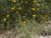 Upright prairie coneflower: Whole Plant