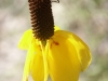 Upright prairie coneflower: Flower