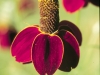 Upright prairie coneflower: Flower