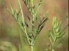 Upright prairie coneflower: Leaf