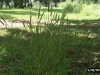 Virginia wildrye: Whole Plant
