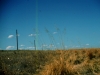 Weeping lovegrass: Whole Plant