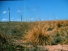 Weeping lovegrass: Whole Plant