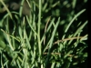 Western bitterweed: Leaf