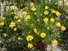 Western bitterweed: Whole Plant