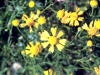 Western bitterweed: Flower