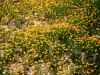 Western bitterweed: Population