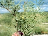 Western honey mesquite: Leaf