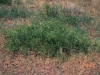 Western honey mesquite: Whole Plant