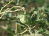 Western horse nettle, Treadsalve: Fruit