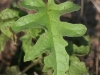 Western horse nettle, Treadsalve: Leaf