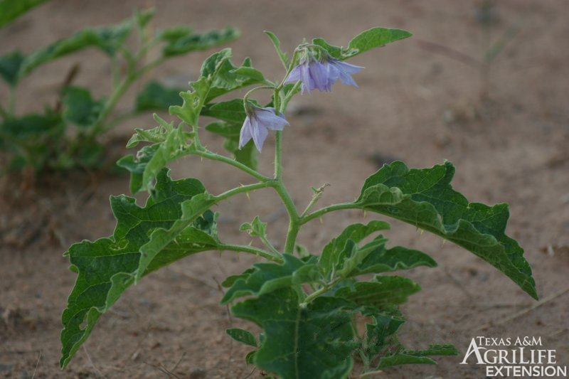 Plants Of Texas Rangelands 187 Western Horse Nettle Treadsalve