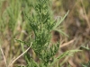 Western ragweed: Stem