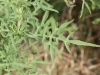 Western ragweed: Leaf