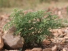 Western ragweed: Seedling