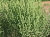 Western ragweed: Whole Plant