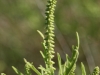 Western ragweed: Flower