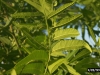 Western soapberry: Leaf