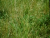 Western wheatgrass: Whole Plant